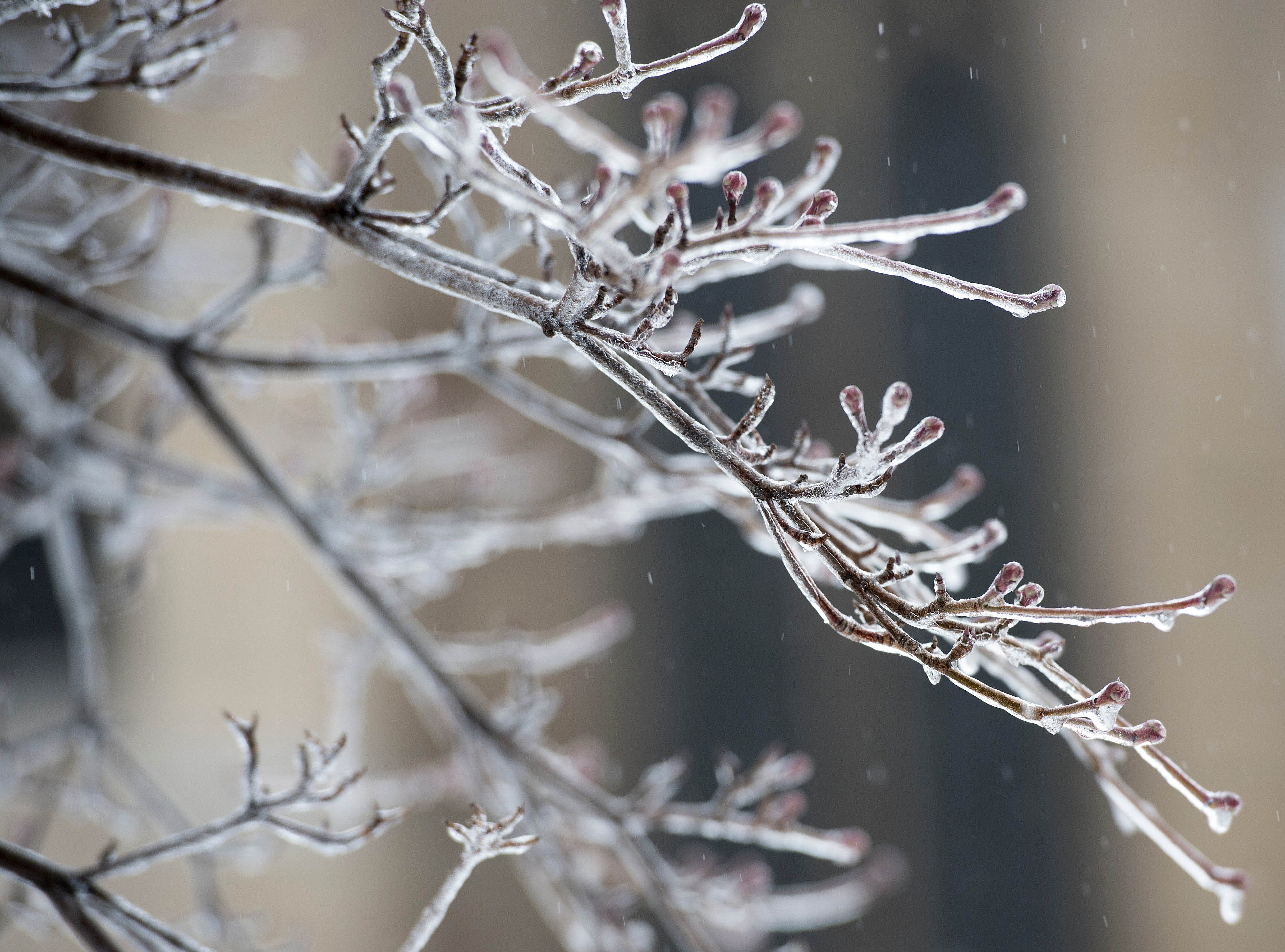 Tree branch covered with ice