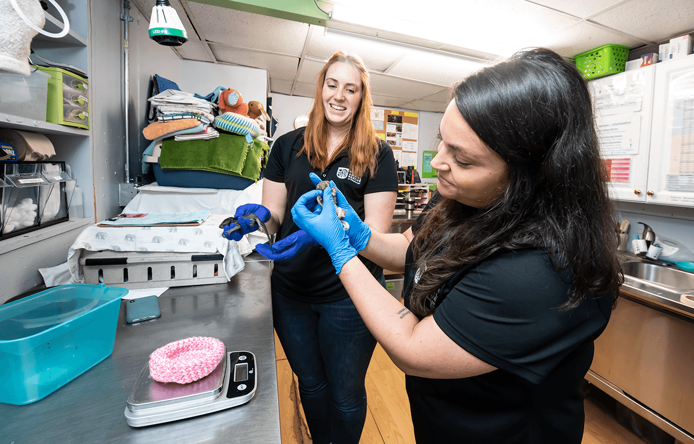 two women wearing blue latex gloves hold baby squirrels; crochet bed sits on scale on metal table in front of them