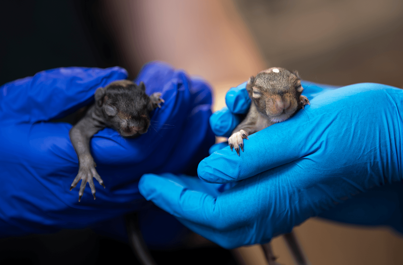 Eyes closed and little claws out, two baby squirrels each rest in a blue-latex-gloved hand.