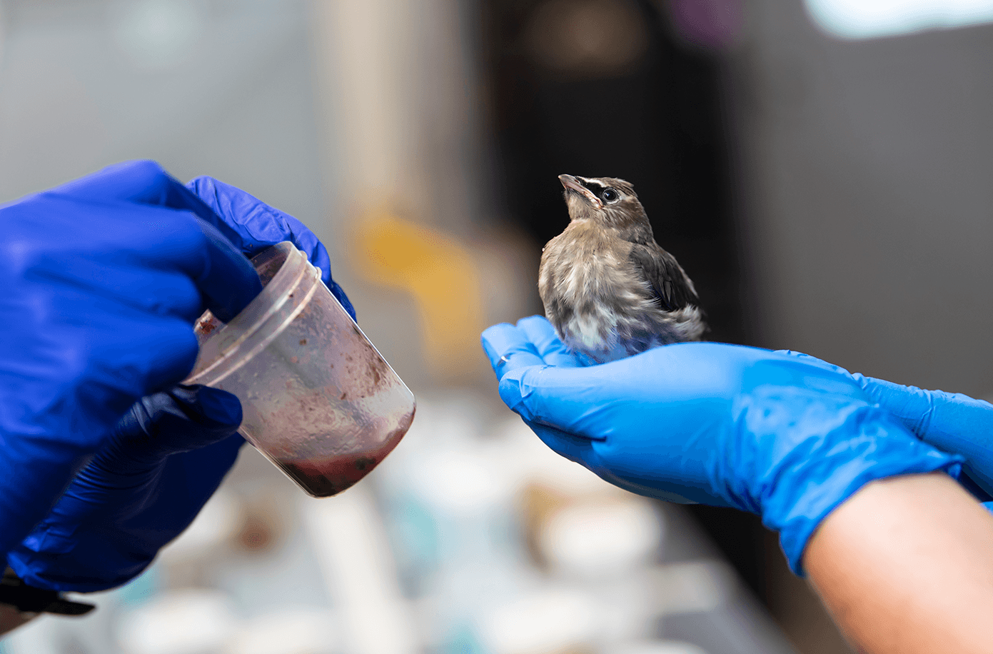 Blue-latex-gloved hands use tweezers to pick up smashed berry-like substance to beed it to bird sitting in palm of gloved hand. Bird is small with gray-brown and white speckled chest and belly, tuft on top of head, and black accent above the beak.