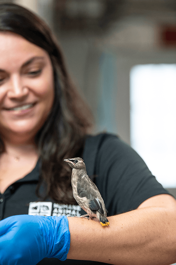 woman with long dark hair, wearing black shirt and bright blue surgical gloves, holds arm horizontally as bird stands on forearm