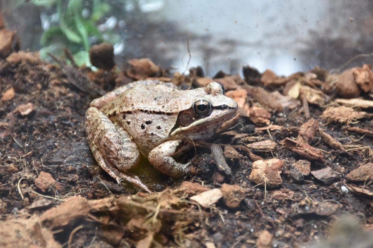 A gray treefrog