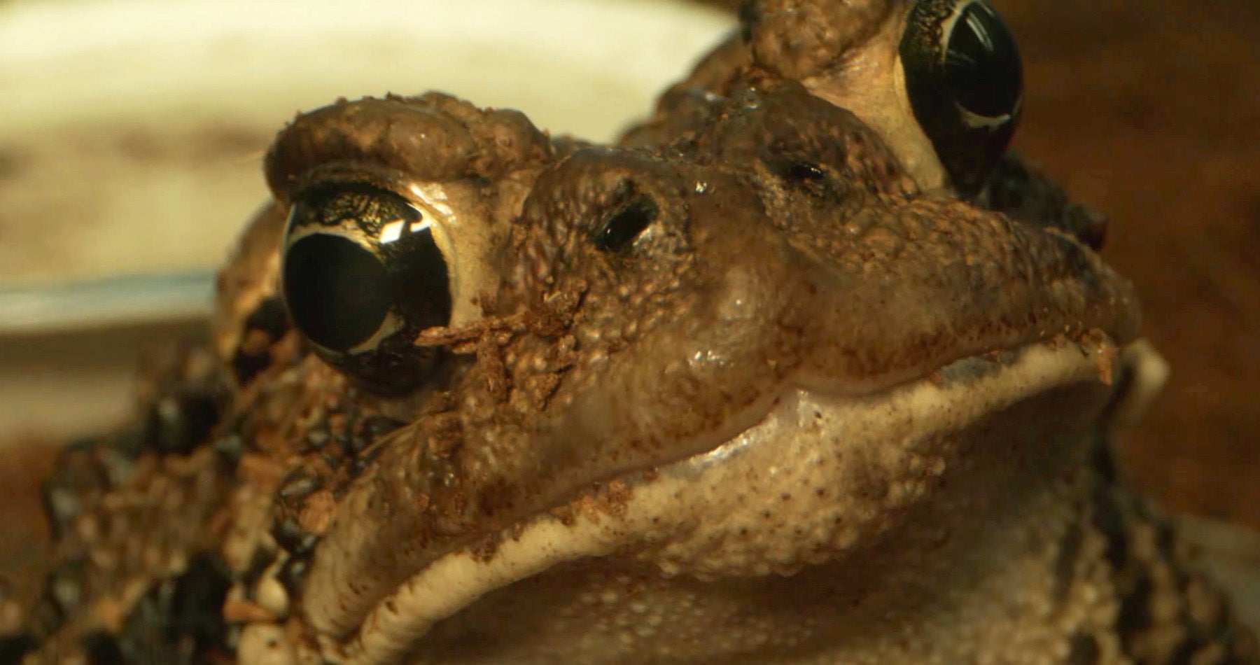 The eyes of a toad