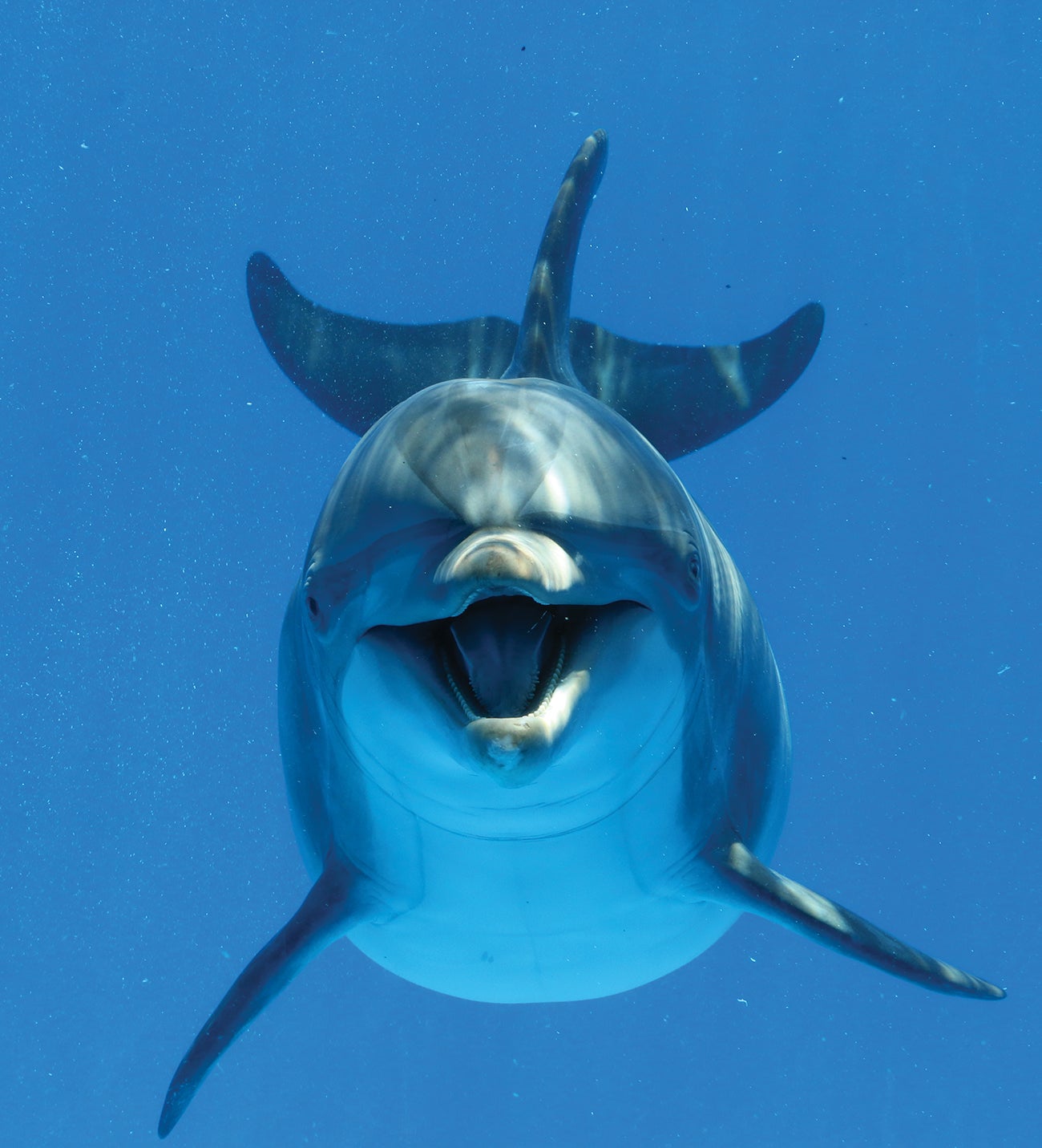 Dolphin