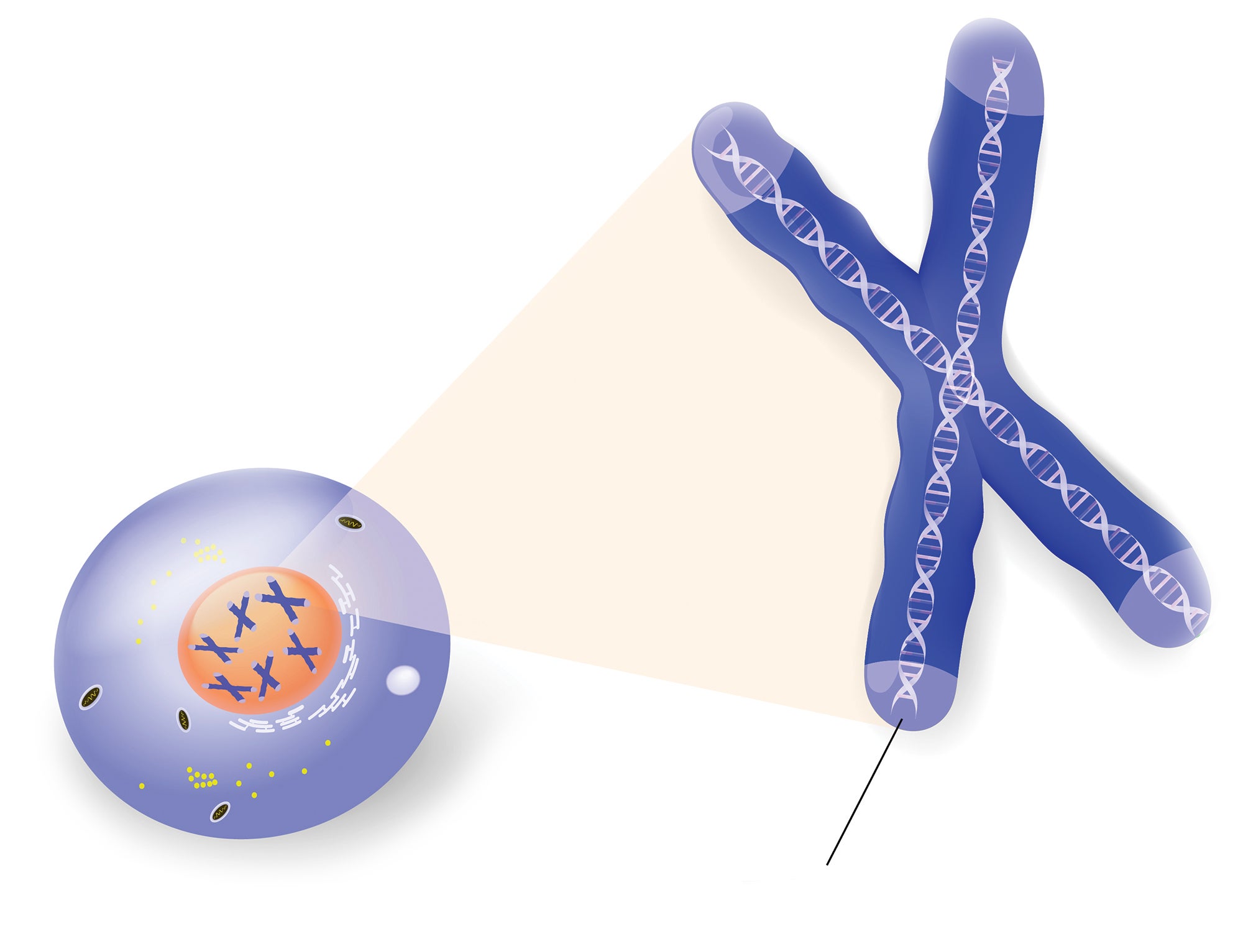 Illustration of telomeres in a cell nucleus.