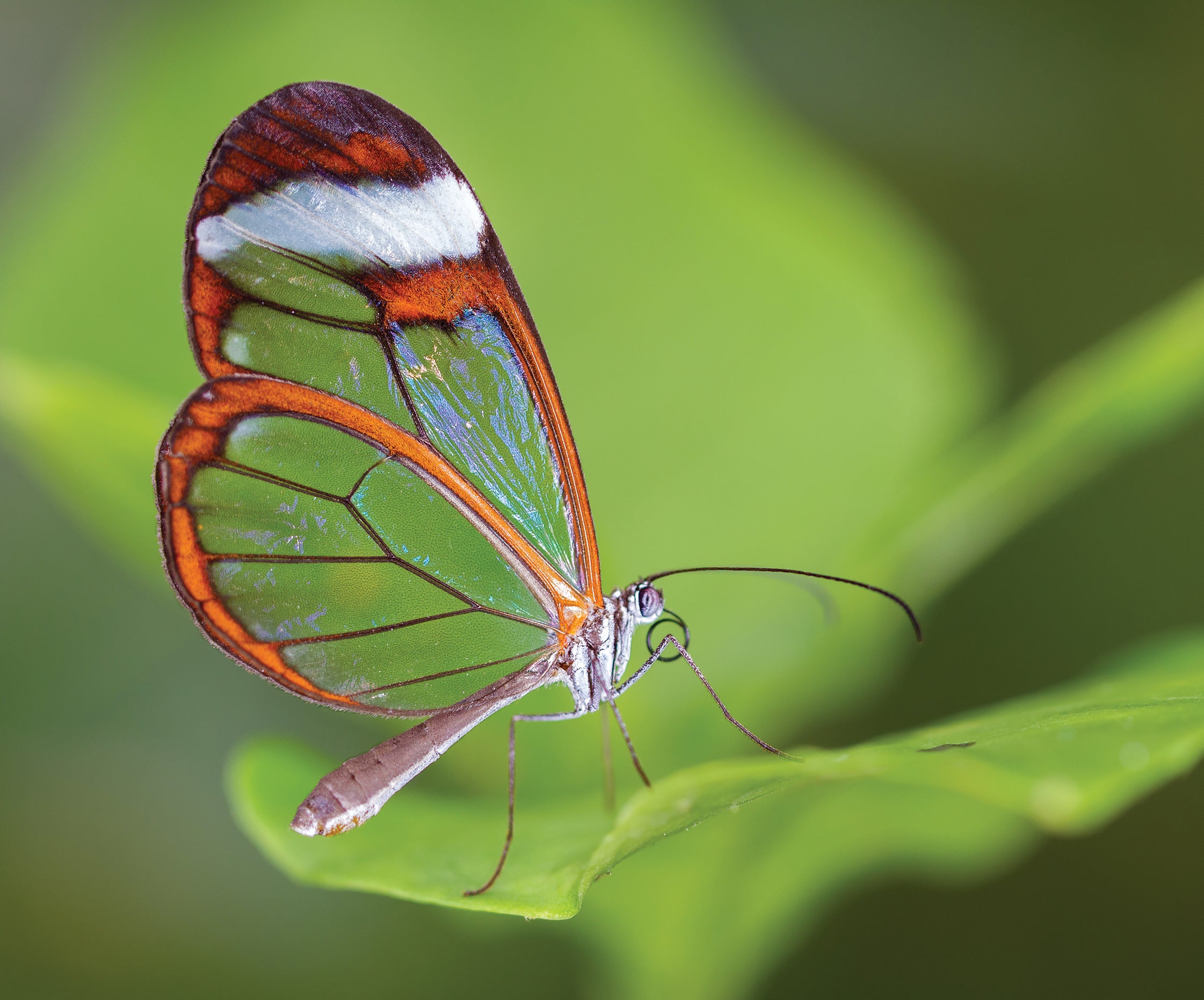 Glasswing butterfly on green leaf