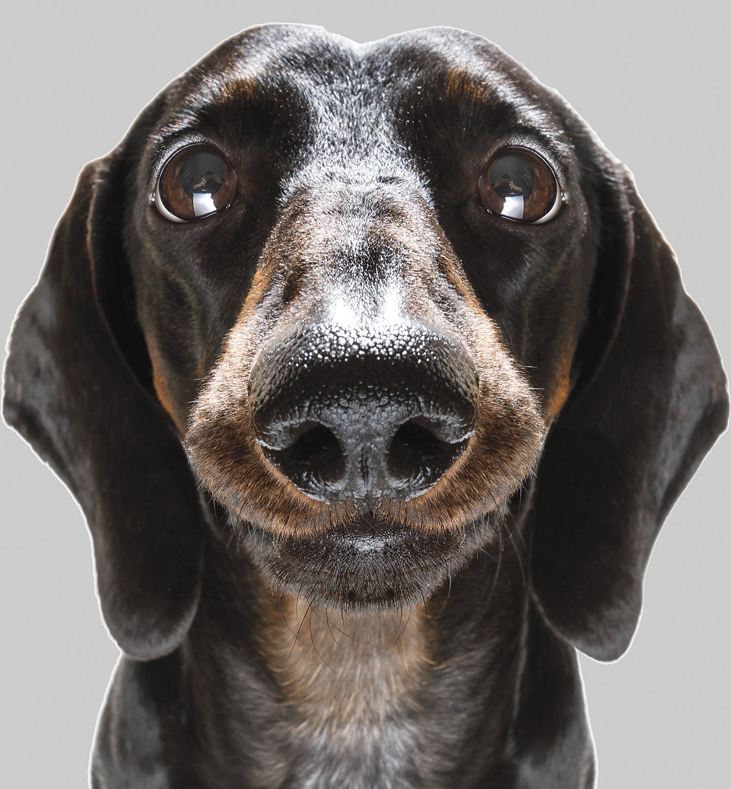 Black and brown short-haired Dachshund giving the camera big eyes