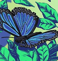 illustration of blue butterflies among green leaves