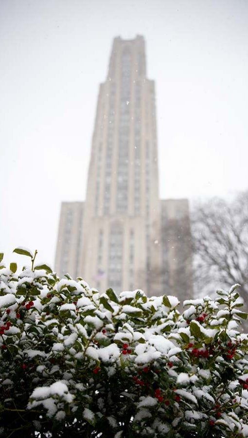 snow covers red-berried bush near the Cathedral of learning