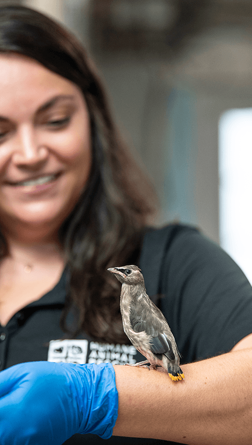 woman with long dark hair, wearing black shirt and bright blue surgical gloves, holds arm horizontally as bird stands on forearm