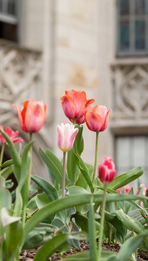 pink tulips in garden in front of gothic-style building