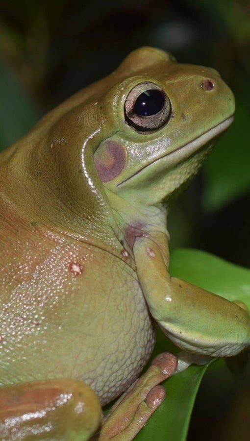 A green frog sits on a leaf