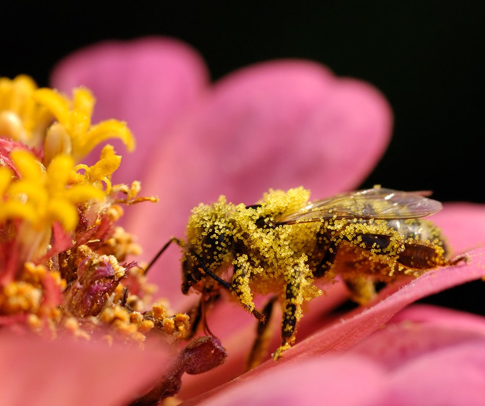 A honeybee covered in yellow pollen collects pollen from a pink-purple petaled flower with yellow center
