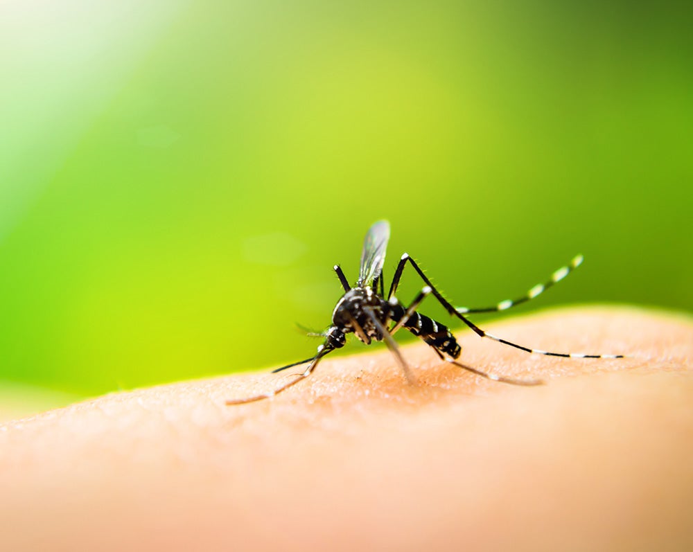 mosquito lands on pale skin, green surroundings blurred in background