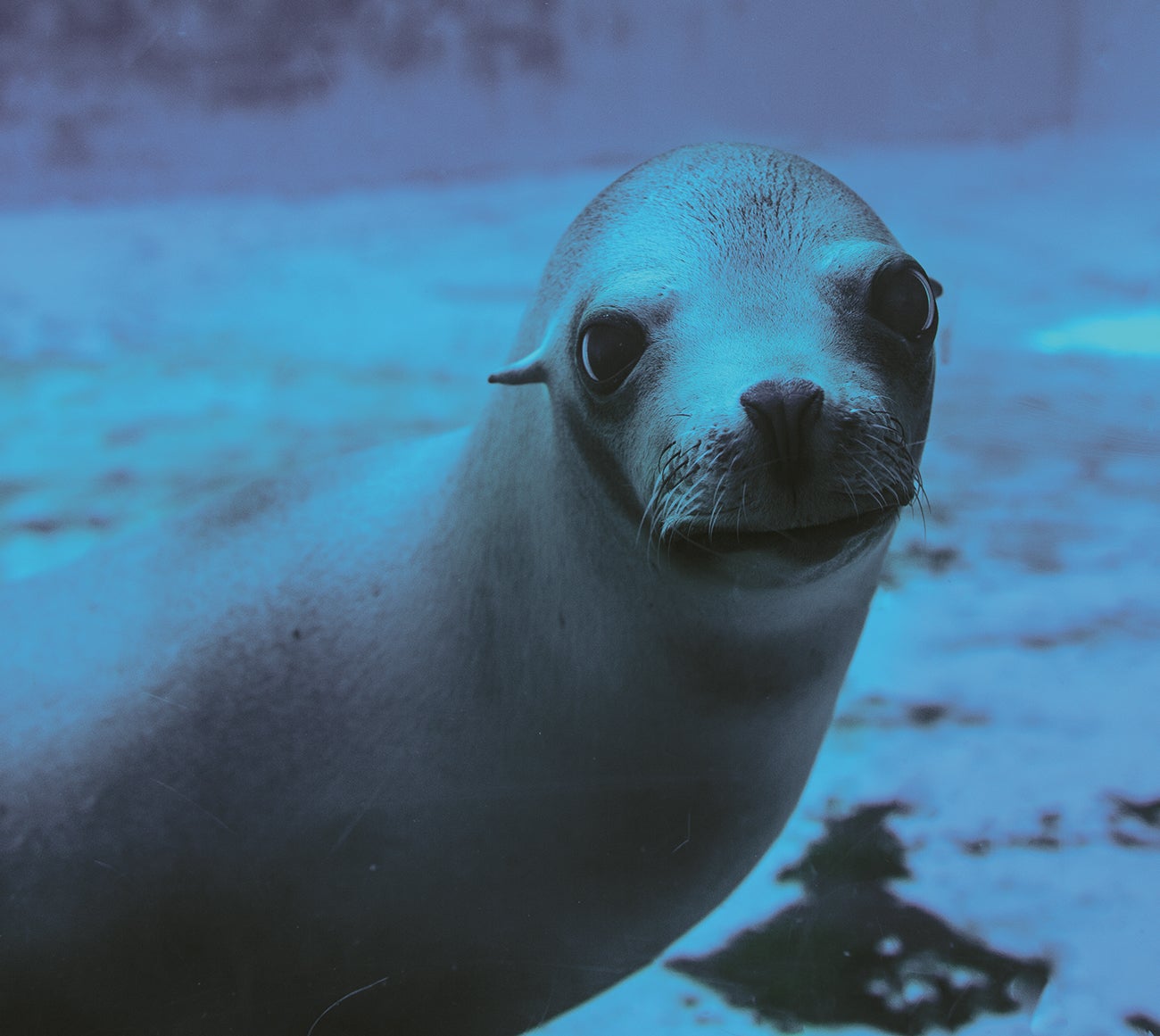 Sea lion at Pittsburgh Zoo and PPG Aqaurium