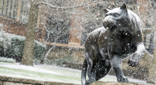 Panther in snowfall