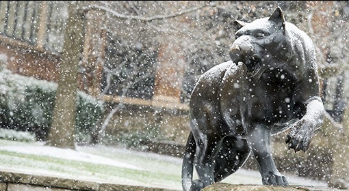 Panther in snow