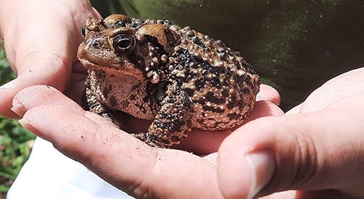 Ava the American toad sits in hands