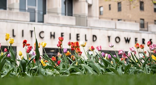Tulips in front of Litchfield Towers