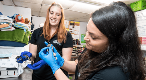 two women wearing blue latex gloves hold baby squirrels