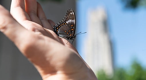 A butterfly sits on a hand