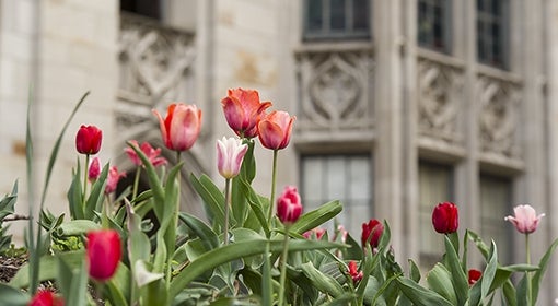 pink tulips in garden in front of gothic-style building