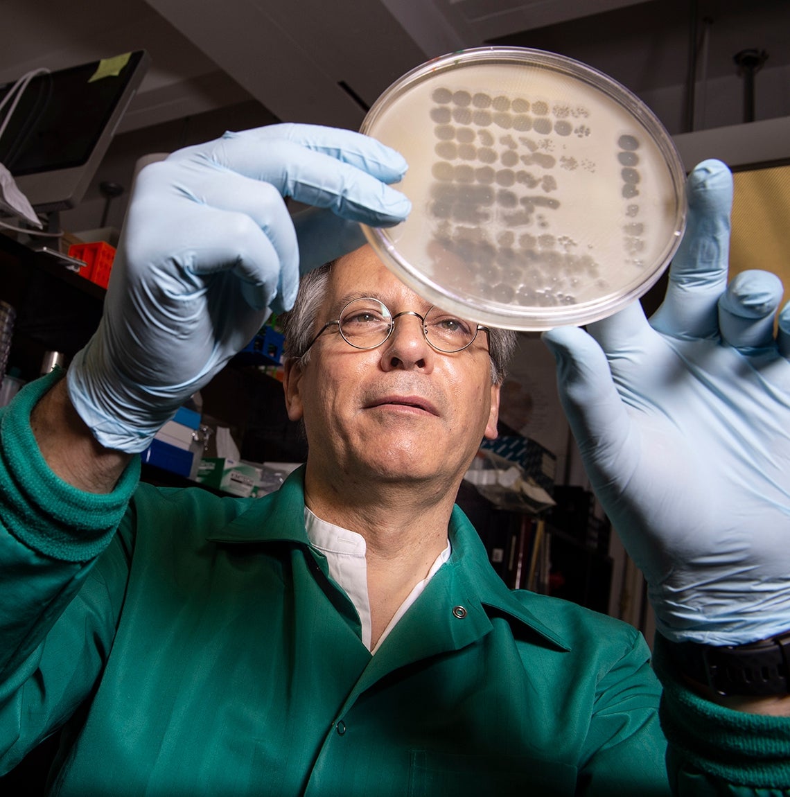 Graham Hatfull looks at a petri dish