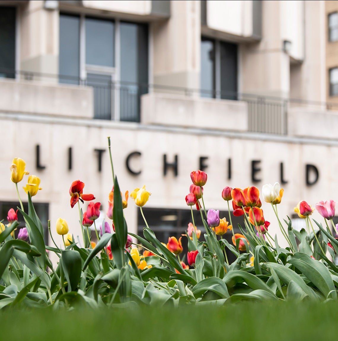 Tulips in front of Litchfield Towers